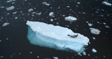 Leopard seal rest on floating ice in Antarctica. Explore Antarctic rare species wildlife. Climate...