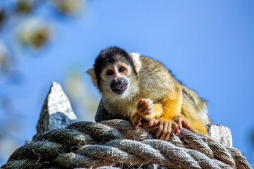 Bolivian Squirrel Monkey (Saimiri boliviensis)