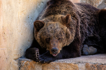 Brown Bear (Ursus arctos) - obrazy, fototapety, plakaty