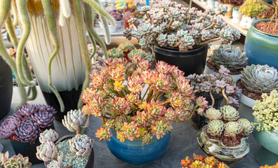 Miniature succulent plants in a flower pot