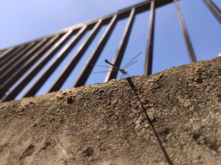 Dragonfly on wall, fence behind.