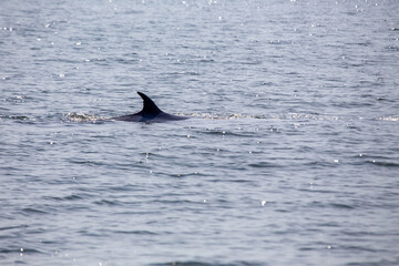 Naklejka premium Bryde's Whale (Balaenoptera brydei)