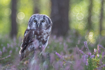 Boreal owl (Aegolius funereus) in the pink heather. Close -up portrait of tiny brown owl with shining yellow eyes and a yellow beak in a beautiful natural environment.