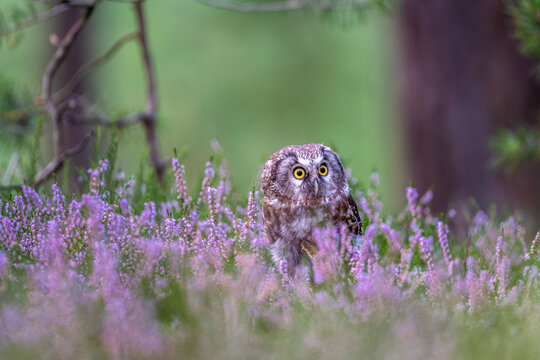 Boreal owl (Aegolius funereus) in the pink heather. Close -up portrait of tiny brown owl with shining yellow eyes and a yellow beak in a beautiful natural environment.