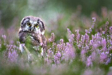 Boreal owl (Aegolius funereus) in the pink heather. Close -up portrait of tiny brown owl with shining yellow eyes and a yellow beak in a beautiful natural environment.