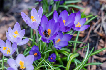 Amazing fresh meadow full of purple crocuses in bloom. View of magical blooming spring flowers crocuses growing outside. Selective focus