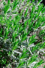 Young sprouts on lavender bushes. Plants