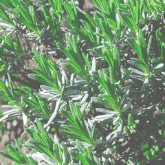 Young sprouts on lavender bushes. Plants