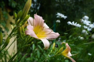 Fototapeta premium Beautiful soft pink daylily flower of the Gelato variety and Elegant Candy close-up. Blooming spring flowers in the garden. Varieties of daylilies