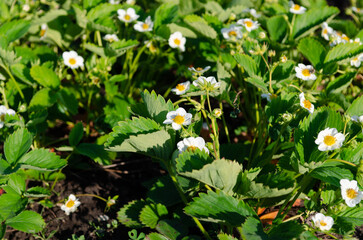 Strawberry bushes blooming in the garden