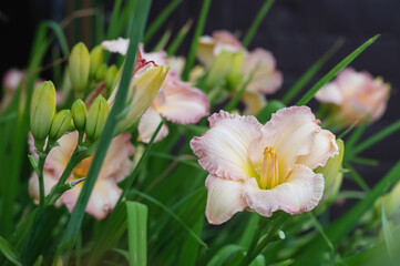 Obraz na płótnie Canvas Beautiful soft pink daylily flower of the Gelato variety and Elegant Candy close-up. Blooming spring flowers in the garden. Varieties of daylilies