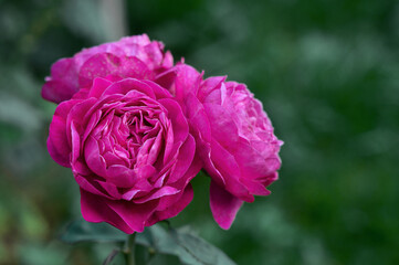 roses in the garden. Beautiful purple peony rose in bloom in natural light, Floribunda rose, selective focus
