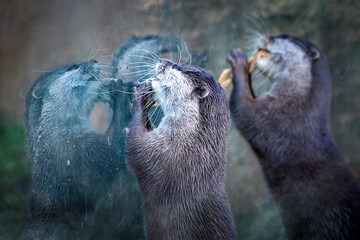 artistic view of two otters eating with reflections