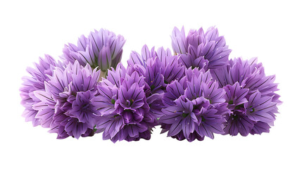 Chives flower on a transparent background. Flower png