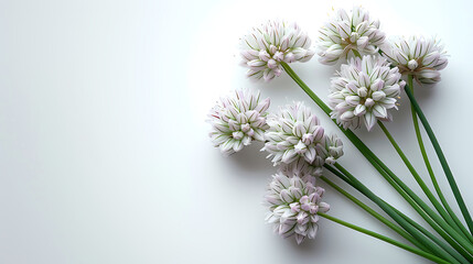 White chive flowers on a white background