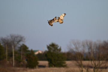 Two Short-eared owl in flight with wings spread fighting with their talons over an agriculture field