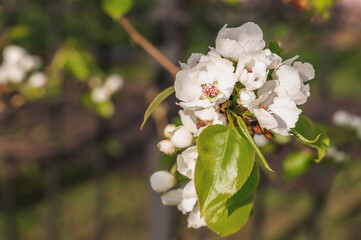 flowering pear. pear flowers. blooming tree in the garden. white delicate flowers and green and young leaves. Branches of flowering pears on a green background. pear