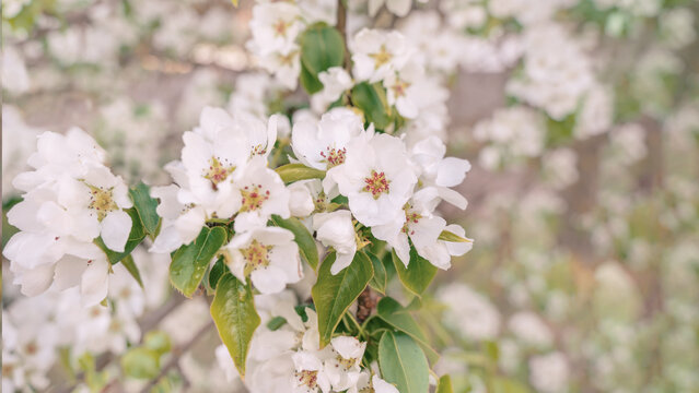 Selective focus high quality photo of an apple tree blooming against a blurred natural background