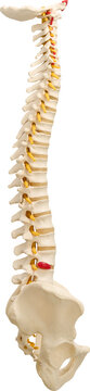 Human spine anatomical model side view isolated on transparent background