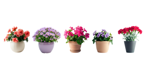 Set of fresh flowers in pot isolated on background, collection of houseplant botany, natural spring tree and plant concept.