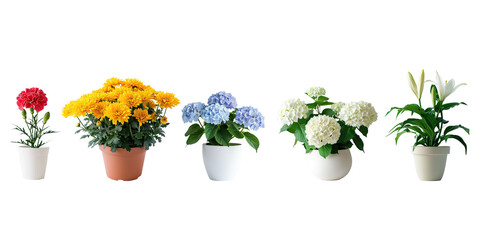 Set of fresh flowers in pot isolated on background, collection of houseplant botany, natural spring tree and plant concept.
