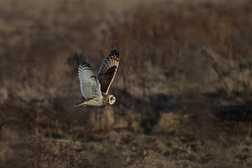 Short-eared owl in flight with wings spread hunts over rural agriculture fields for  mice and voles