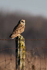 A Short-eared owl sits perched on a fence post of an agriculture field looking around hunting for food