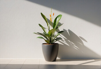 Potted plant casting shadow against white wall