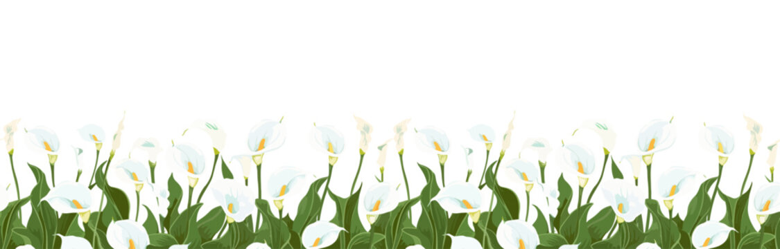 illustration of cala lily as a bottom border pattern tile. seamless vector.