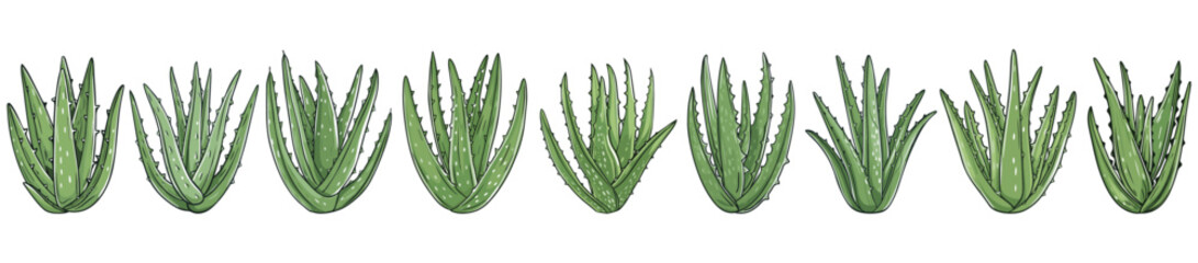 set of aloe vera illustration vector. isolated on transparent background.