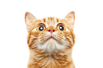 Close Up Portrait of a Cat Isolated on Transparent Background - obrazy, fototapety, plakaty