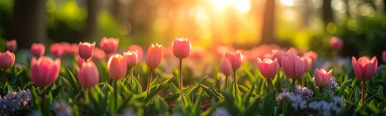 Foto op Plexiglas a group of pink tulips in a field © Stocarp