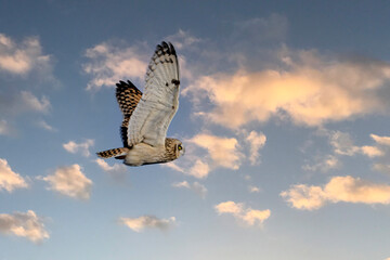 Short-eared owl in flight with wings spread hunts over rural agriculture fields for  mice and voles
