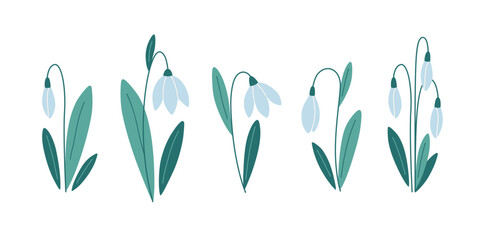 Snowdrop flowers collection. Spring flowers. Vector illustration in flat style - obrazy, fototapety, plakaty