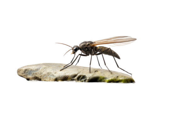 Midge and the Stone Connection isolated on transparent Background