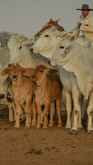 cows in the field © Ruben