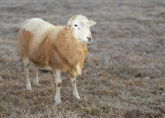 Obraz premium Young brown and red sheep ram