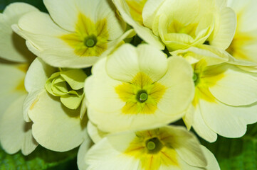 Close-up of a group of yellow primroses