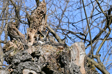 Female Great Horned Owls sits perched in her nest looking around  