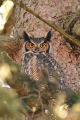 Male Great Horned Owls sits perched in a pine tree guarding a female on a nest in a nearby tree