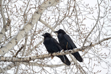 Pair of ravens (Corvus corax) perched in cottonwood tree; Grand Teton NP; Wyoming