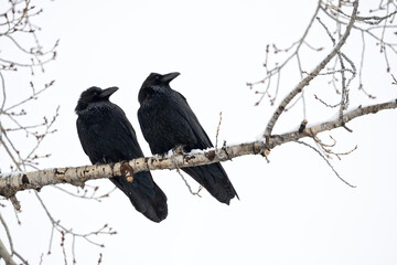 Pair of ravens (Corvus corax) perched in cottonwood tree; Grand Teton NP; Wyoming