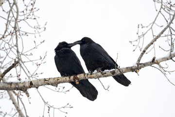 Pair of ravens (Corvus corax) perched in cottonwood tree; Grand Teton NP; Wyoming