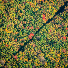 vue a&eacute;rienne de for&ecirc;t &agrave; l'automne dans les Yvelines en France