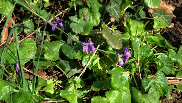 Violette fiorite tra le foglie verdi, nel sottobosco, illuminate dal sole