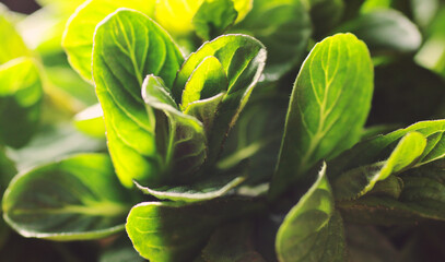 Bunch of fresh mint leaves with backlit od sun set light, macro, closeup, narural healthy food and...