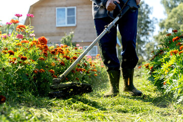 a gardener with a lawn trimmer mows the lawn