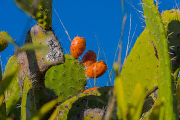 The prickly pear is a fruit of the cactus family. It has a thick and thorny shell with a pulp...