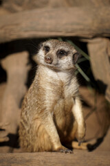 Ein Erdmännchen steht wache und sieht sich nach Gefahren um.