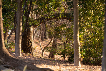 東京の森林の夕刻